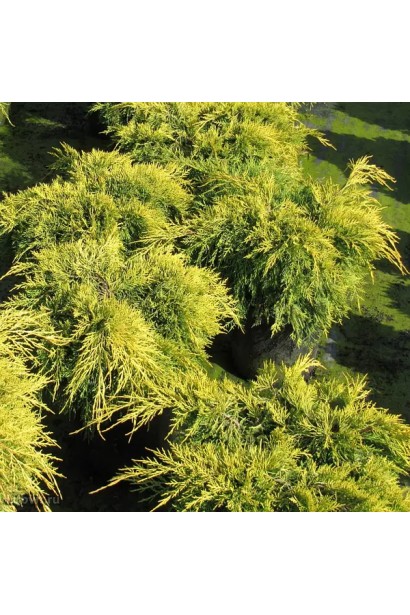 Juniperus pfitzeriana King of Spring